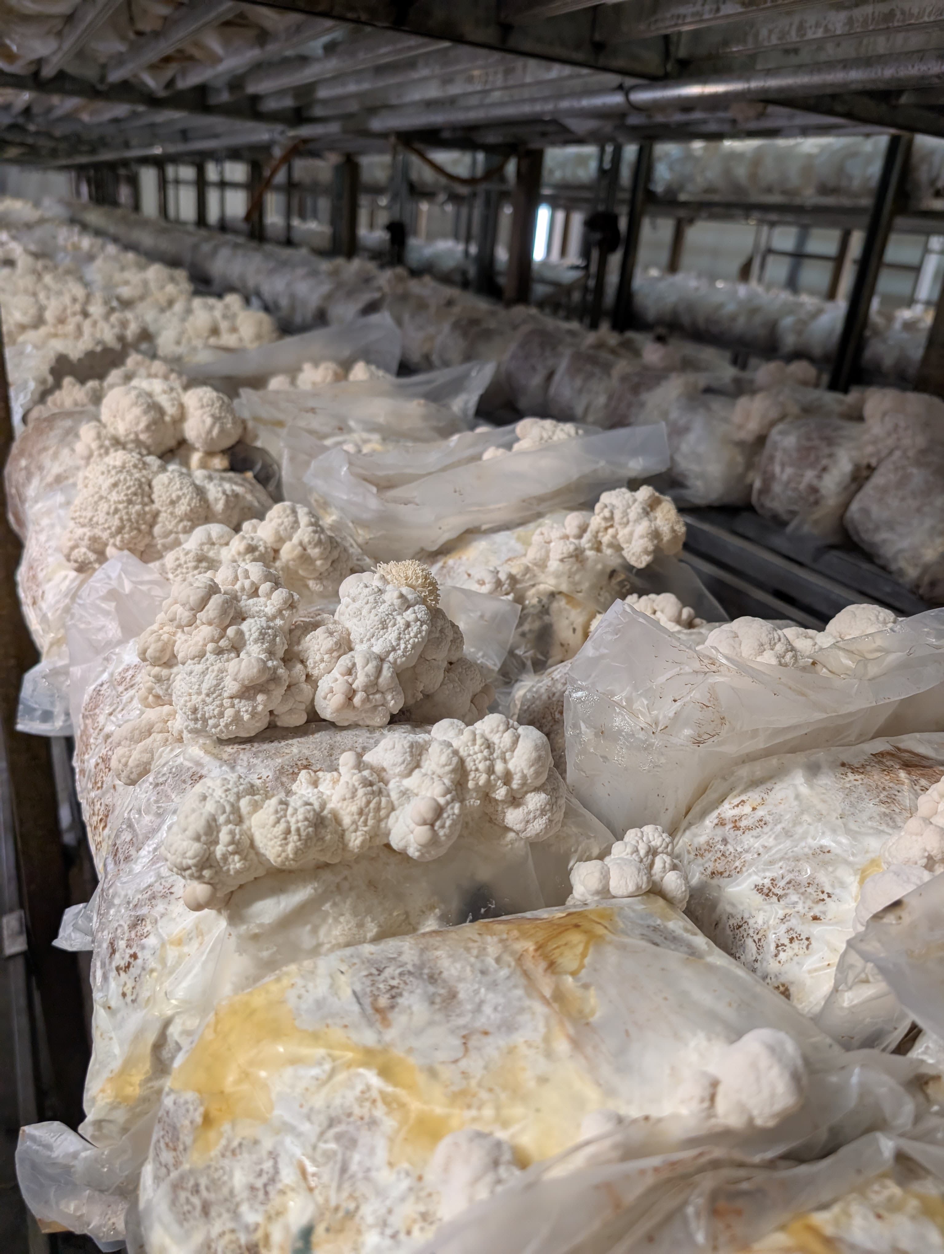 Industrial-scale Lion's Mane Hericium erinaceus cultivation rows in Mushroom Empire halls, Lublin region, Poland