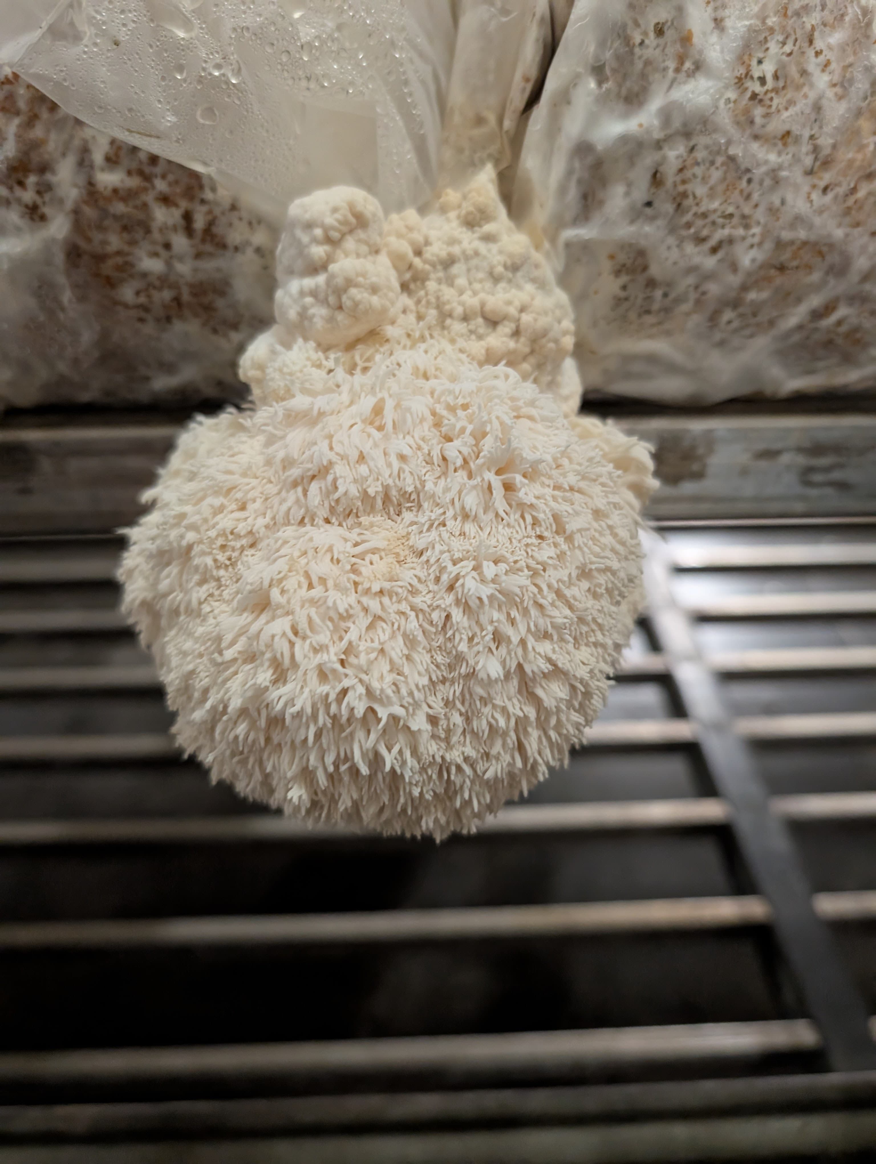 Close-up of single Lion's Mane Hericium erinaceus fruiting body from Mushroom Empire cultivation, EU EKO certified