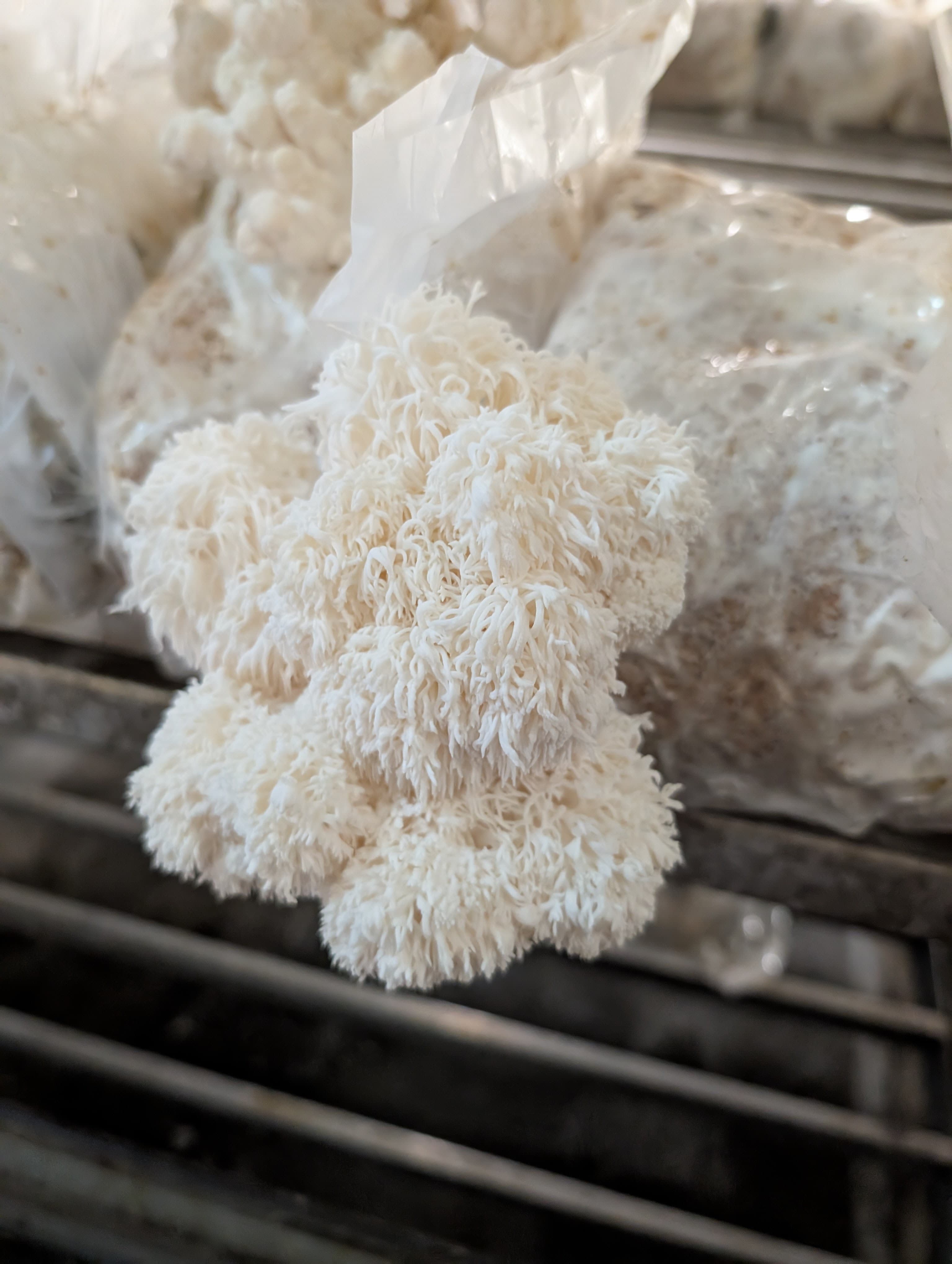 Premium-grade Lion's Mane mature fruiting body — 100% fruiting body (no mycelium) — Mushroom Empire, Lublin region, Poland