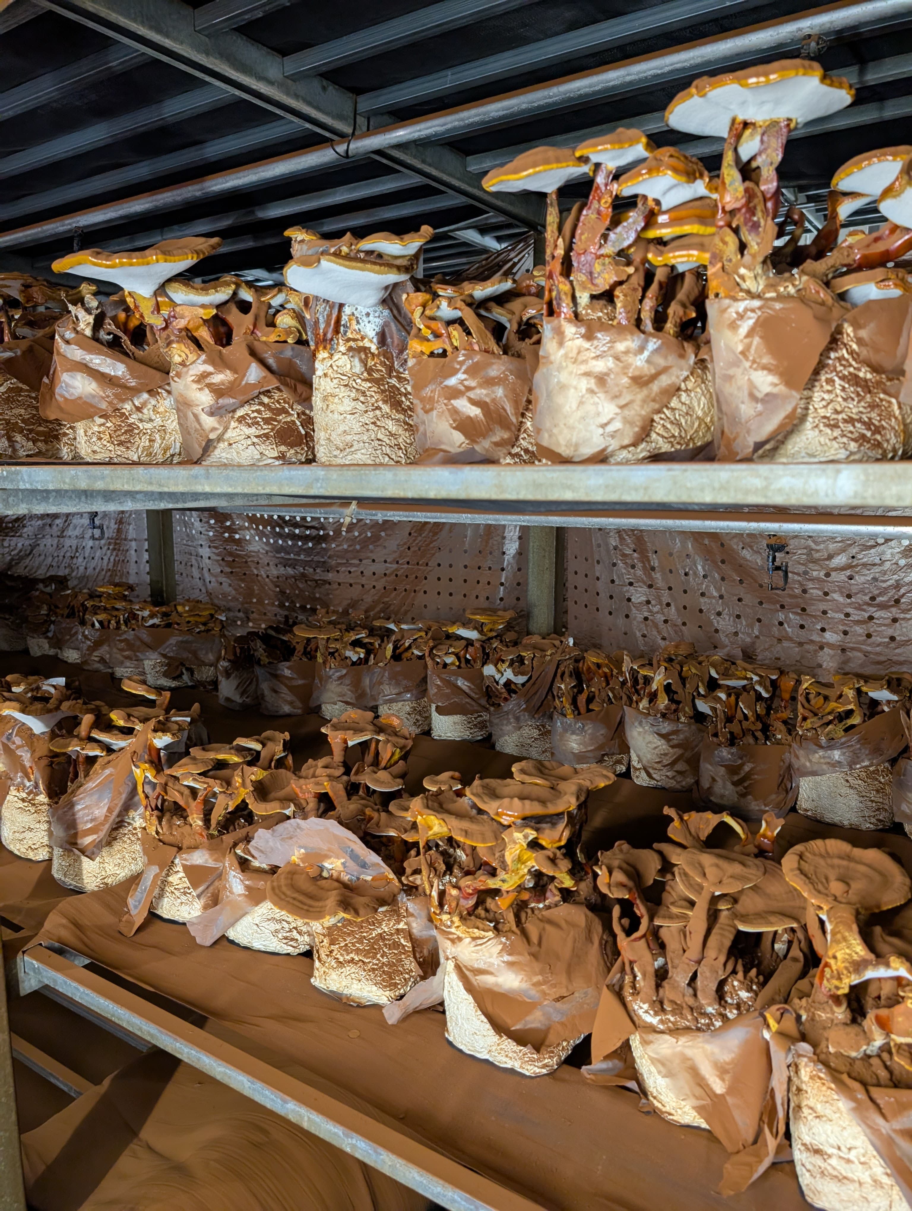 Multi-tier Reishi Ganoderma lucidum cultivation shelves in Mushroom Empire halls, Lublin region, Poland — EU EKO-certified substrate