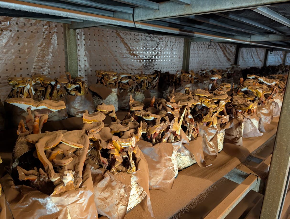 Reishi Ganoderma lucidum cultivation shelves with full fruiting bodies, Mushroom Empire, Poland