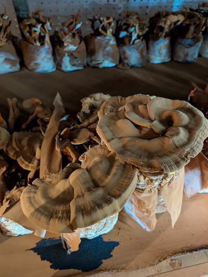 Reishi Ganoderma lucidum fruiting bodies with mature spores in Mushroom Empire cultivation hall, Lublin region, Poland